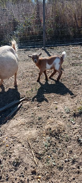Cabras anãs - macho
