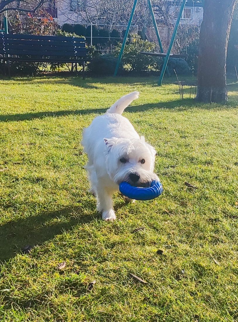 West Highland White Terrier Reproduktor Westie