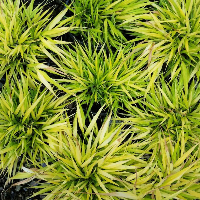 Hakonechloa smukła /Trawa bambusowa/ All Gold - Flora Szczecin