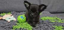 Chihuahua mini - długowłosy chłopczyk