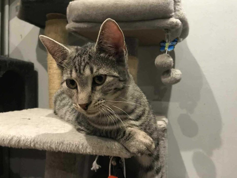 Kokos. Śliczny, młody kotuś szuka domku.