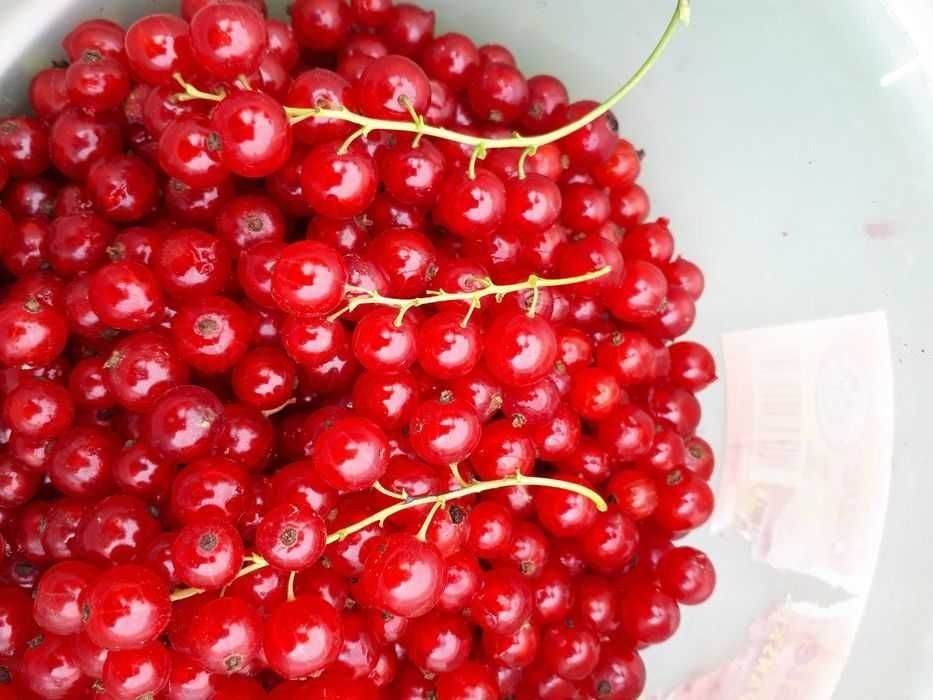 3+1 gratis tylko w ten weekend Sok z czerwonej porzeczki