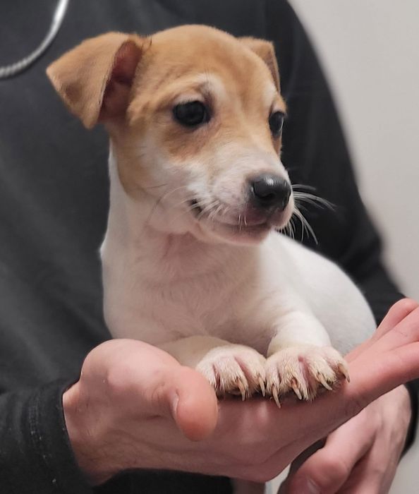 Jack Russell Terrier suczka