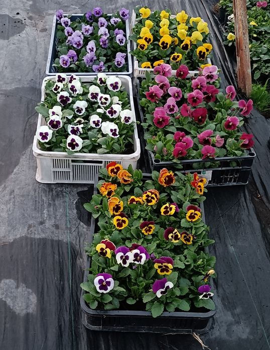 Bratki kwiaty  – idealne na 1 listopada