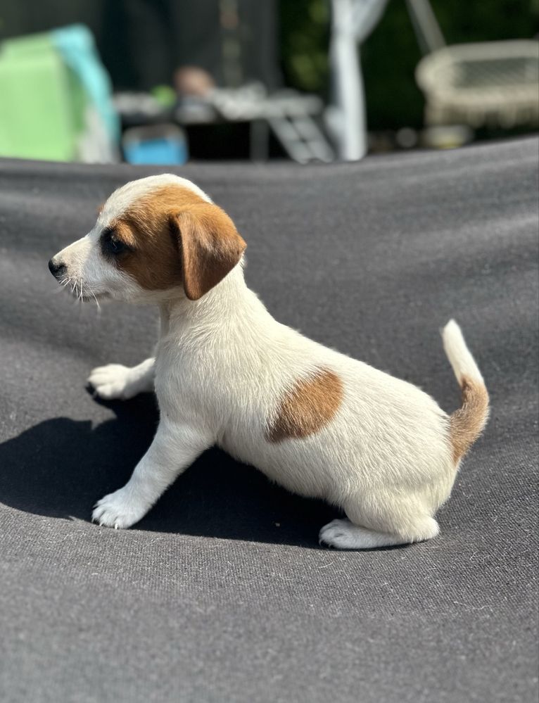 Piesek Jack Russel Terrier z Rodowodem Rezerwacja gotowy do odbioru