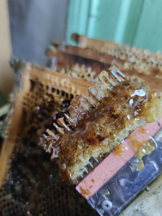 Свіжий мед 2025 з Полтавщини. Акація липа сади ліс.