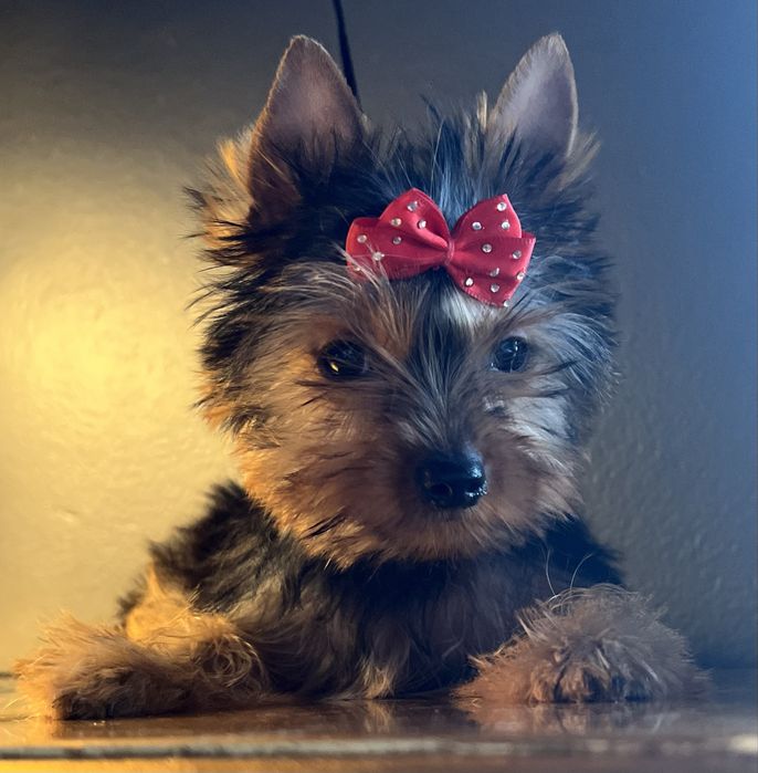 Yorkshire Terrier