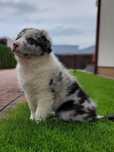 Border Collie piesek