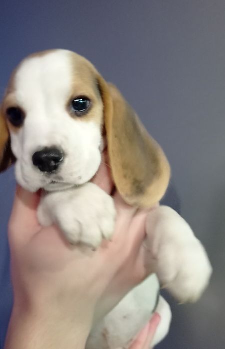 Біглюшки 2,5 місяці