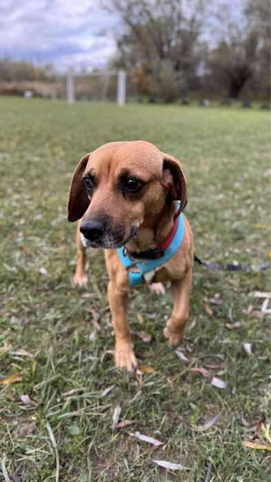 Pigmej i Platon szukają wspólnego domku