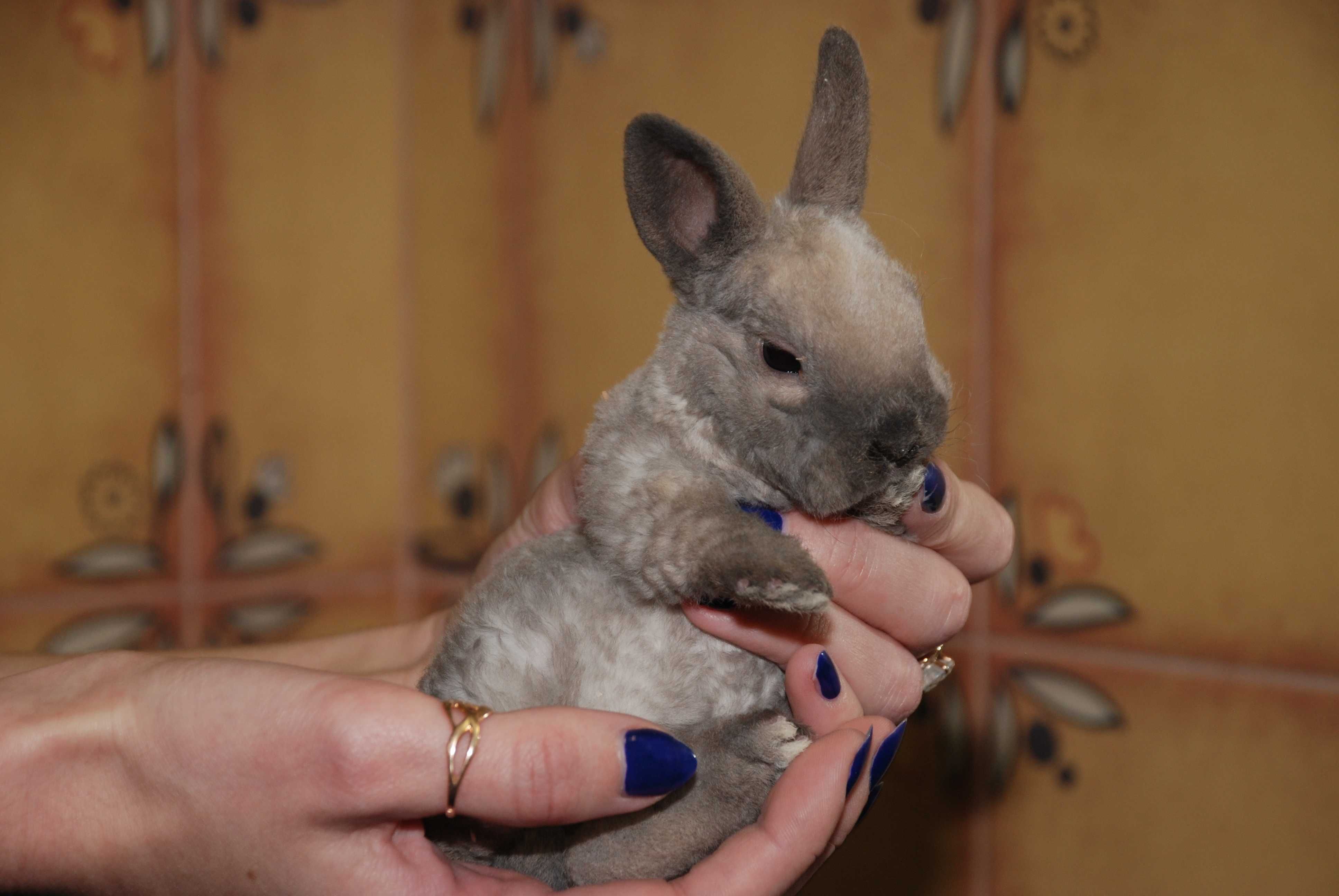 Крольчата мини Рексы- декоративный кролик с кудрявой шерстью