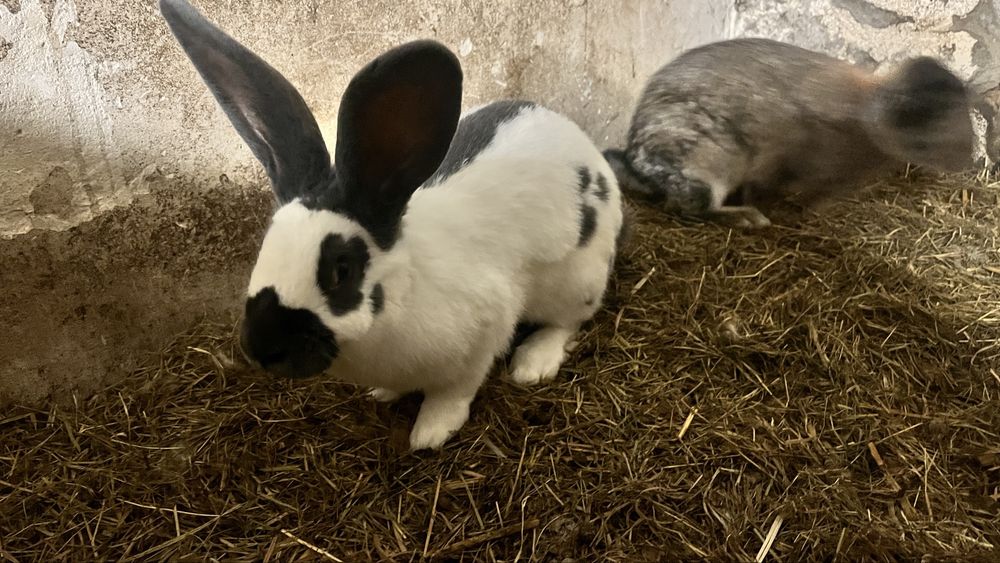 Srokacz królik duzy