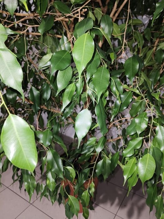Ficus Benjamin 240 cm