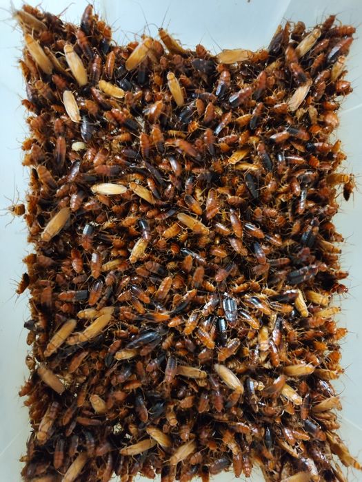 Mix 300 sztuk karaczan turecki
