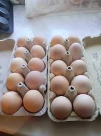 Jaja wiejskie ekologiczne jajka wolny wybieg