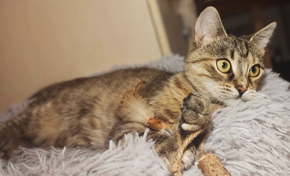 Piękna TRUFLA szuka domu