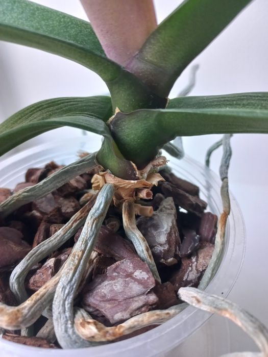 Орхідея, фаленопсис