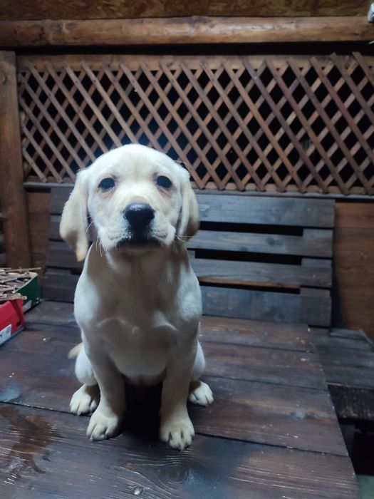 Цуценята Лабрадор