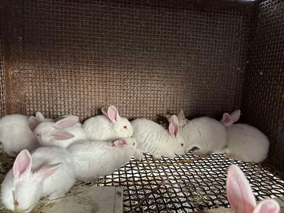 Продам кролів  породи Біла  термонська та Каліфорнія