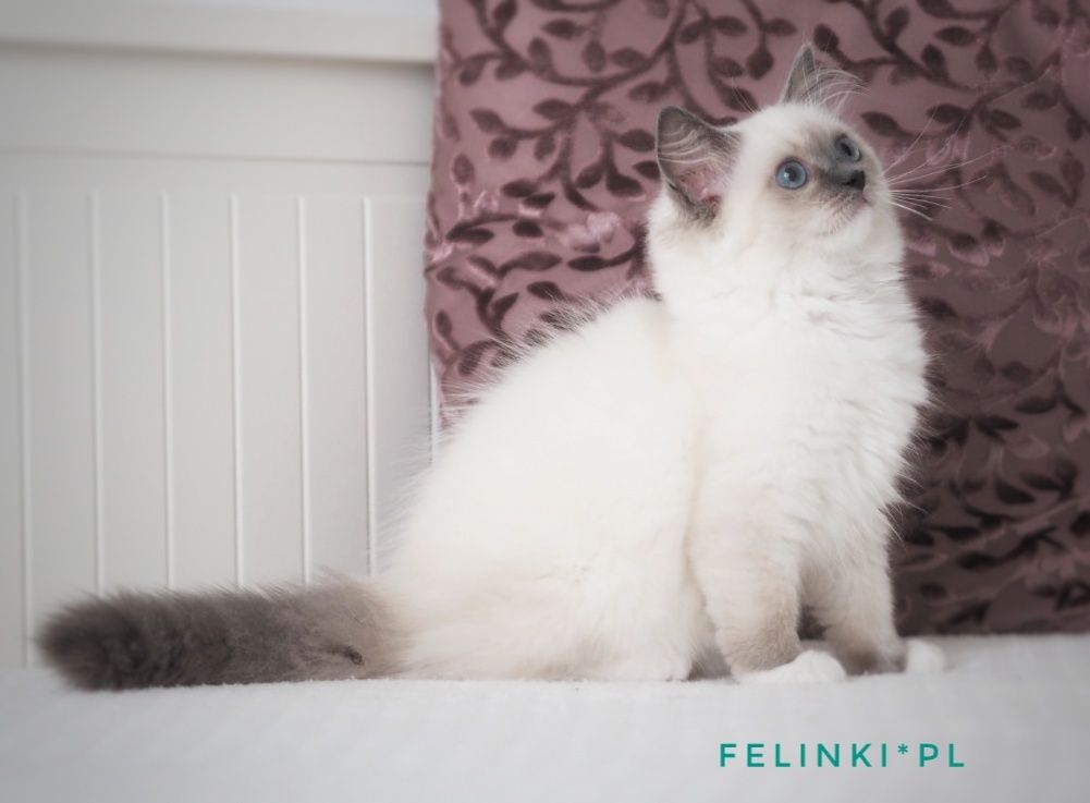 RAGDOLL cudna kotka do hodowli