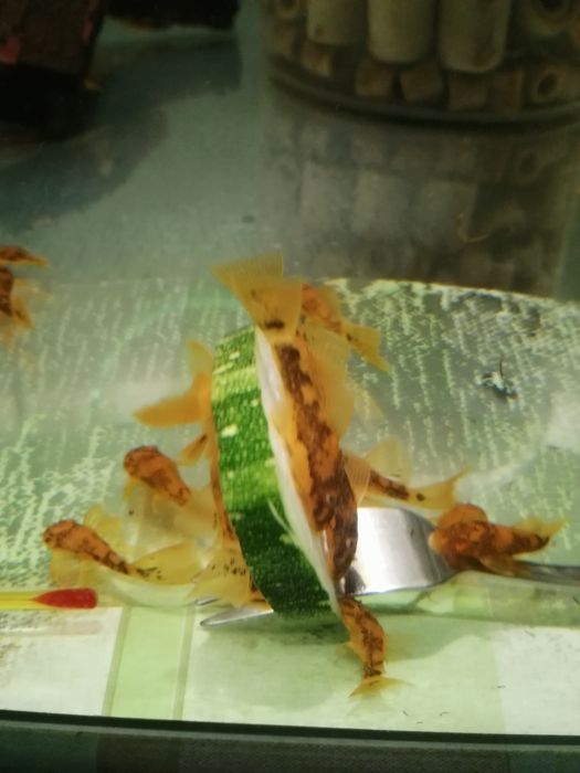 Ancistrus Sp. CALICO tzw LDA 16 zbrojnik glonojad