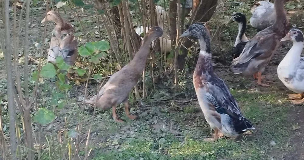 Biegus indyjski kaczory