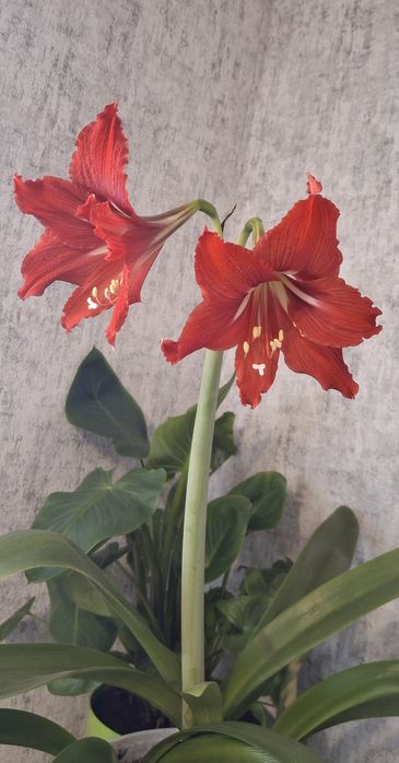 Продам гіппеаструм_лілія_Джонсоні