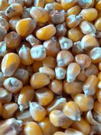 Kukurydza  bardzo drobna flint popcorn