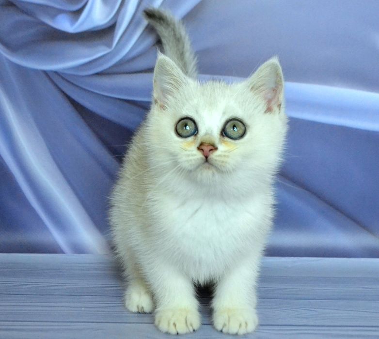 Нарядная барышня серебристая шиншилла