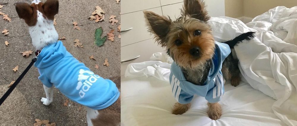 Bluza ADIDOG ubranko dla średniego psa kolor BŁĘKITNY, rozmiar XL