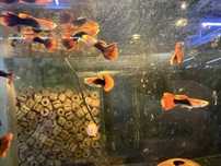 Gupik Tuxedo Red pary