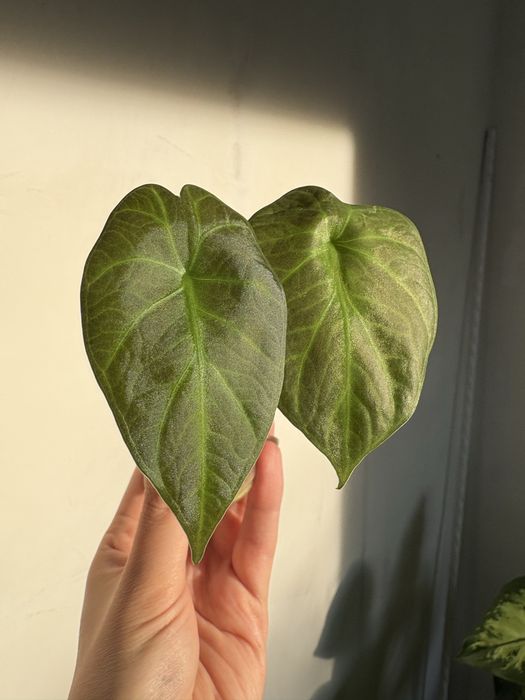 Алоказія Поллі, Регал Шилдс/Alocasia Polly, Regal Shields