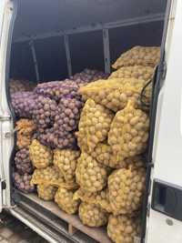 Ziemniaki wielkość sadzeniaka - mozliwy dowóz