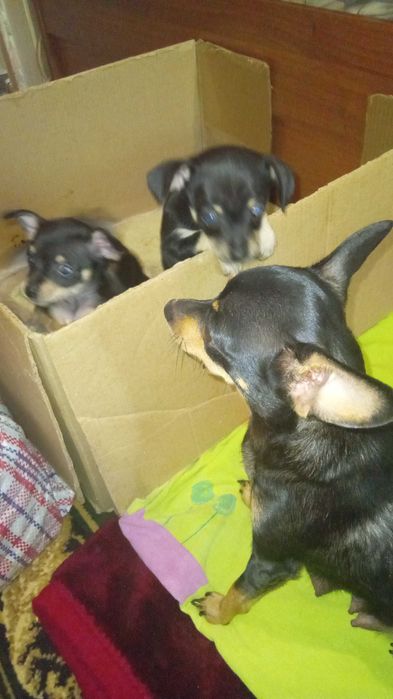 щенки той-терьера