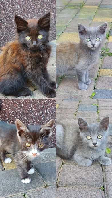 Котики в добрі руки