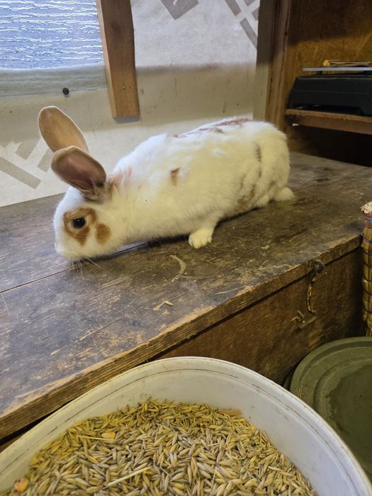 Królik samica srokacz