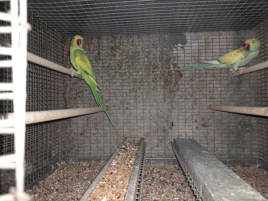 Casal ring nek malhados 2020