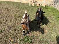 Cabrito e Cabrita anãs