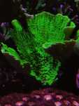 Montipora talerzowa Green Fluo