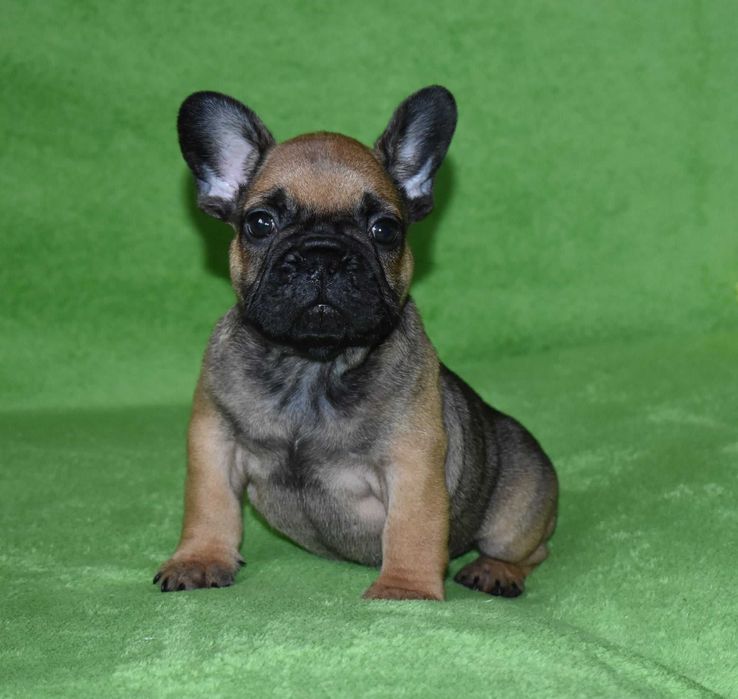 Хлопчик французик