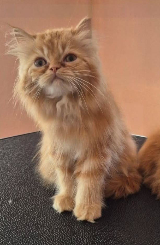 Залишився котик персидської породи