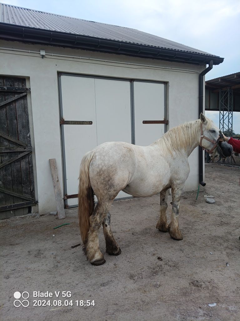 Klacze zimnokrwiste Sochaczew