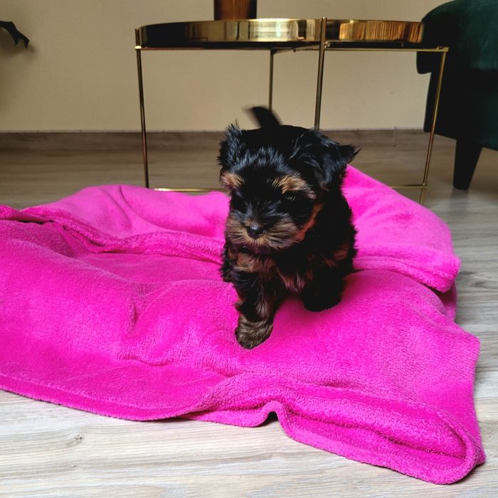 Yorkshire terrier sunia ciemne umaszczenie