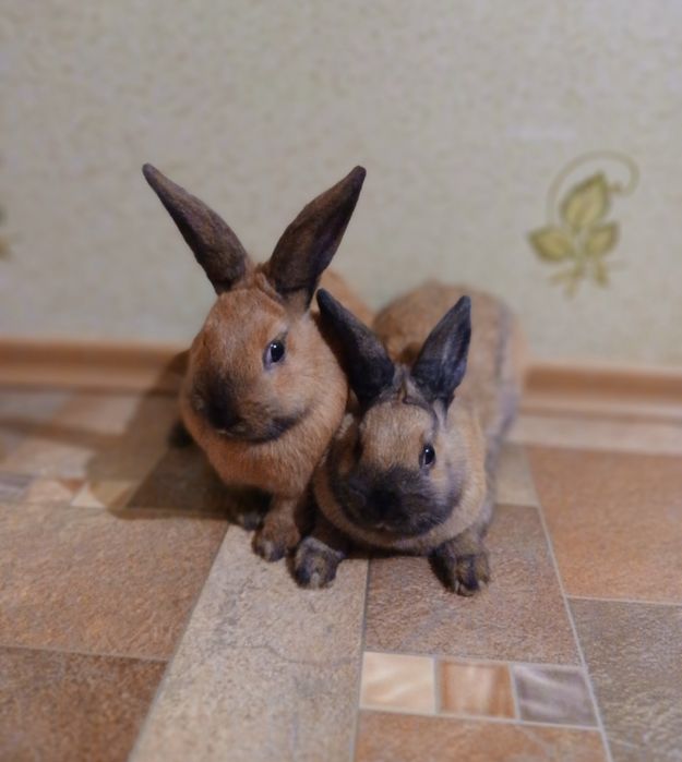 Кролики декоративні