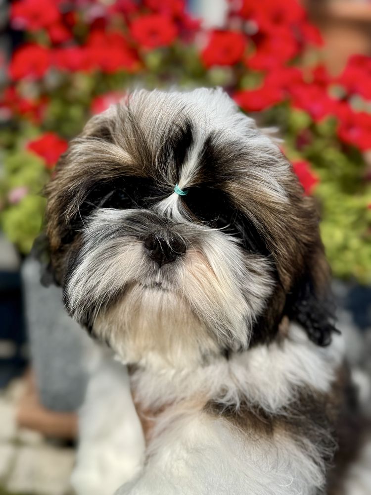 Suczka Shih Tzu ZKwP FCI