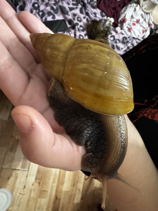 Ślimaki Afrykańskie oddam za darmo