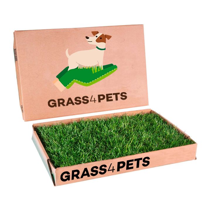 GRASS4PETS! Relva natural para os seus patudos!