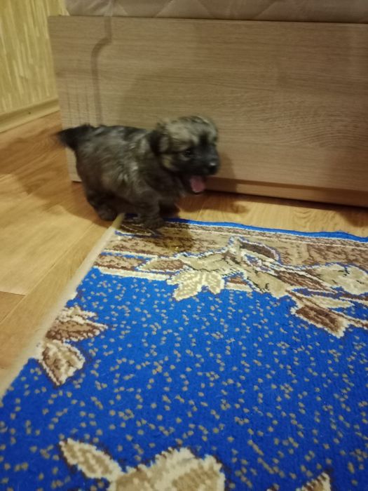 Щенок в добрые руки маленького размера как пикинес