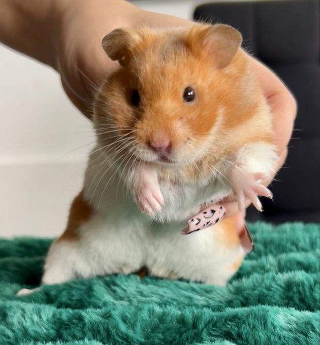 Chomik,chomiki oddam za darmo