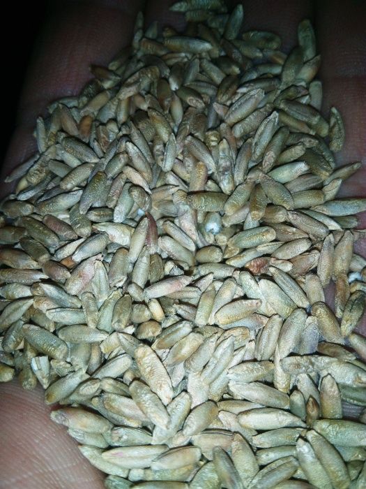 Żyto Dańkowski Rubin siew po centrali